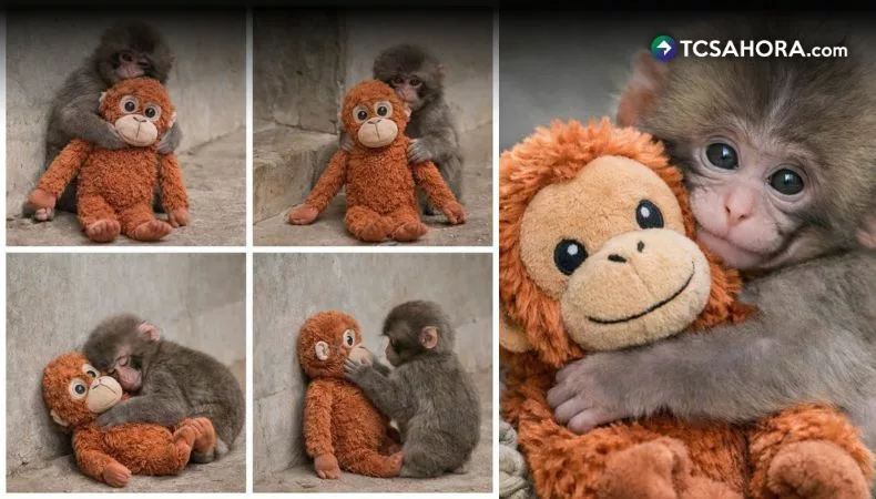 Punch: el bebé macaco que abrazó un peluche y conquistó al mundo