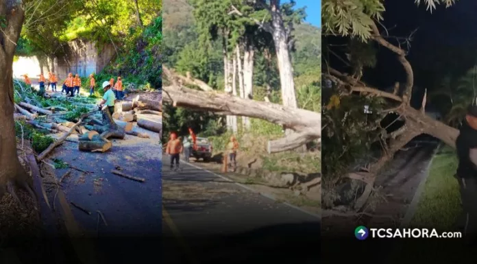 Las fuertes ráfagas de viento registradas durante la noche y la madrugada provocaron la caída de varios árboles en distintos puntos del país.