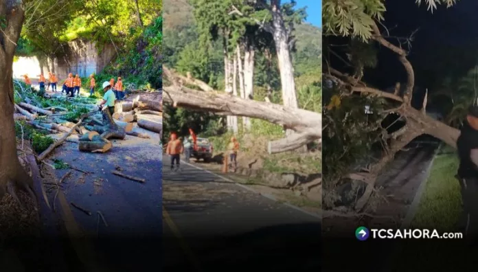Las fuertes ráfagas de viento registradas durante la noche y la madrugada provocaron la caída de varios árboles en distintos puntos del país.