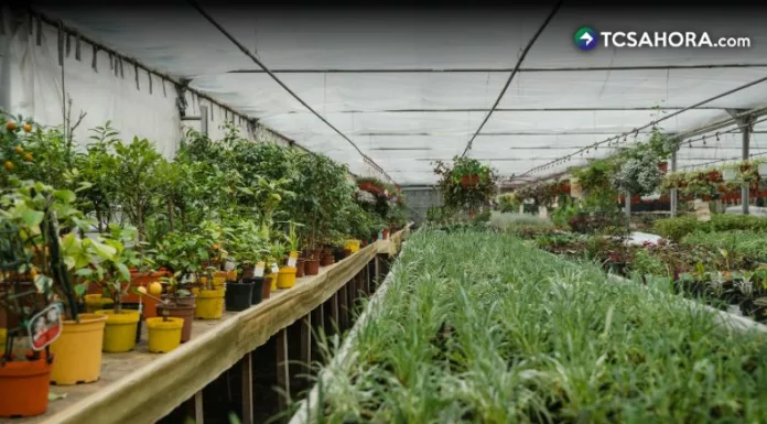 Los residuos de alimentos pueden convertirse en abono para sus plantas gracias al compostaje que transforma restos orgánicos en fertilizante.