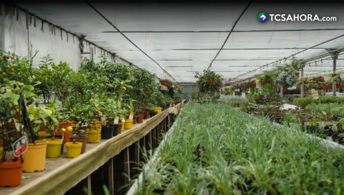 Los residuos de alimentos pueden convertirse en abono para sus plantas gracias al compostaje que transforma restos orgánicos en fertilizante.
