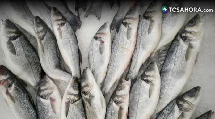 Para aprovechar los beneficios del Omega-3, se recomienda consumir pescado entre dos y tres veces por semana.