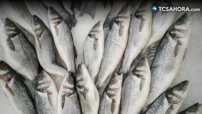 Para aprovechar los beneficios del Omega-3, se recomienda consumir pescado entre dos y tres veces por semana.