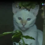 Tu gato puede ser más que una mascota: ¿un verdadero guardián?