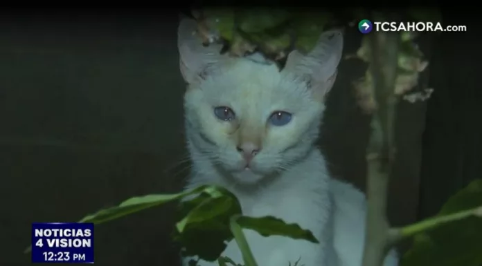 Más que mascotas, los gatos son percibidos como guardianes silenciosos que aportan calma y equilibrio a quienes los cuidan.