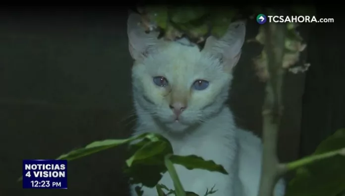 Más que mascotas, los gatos son percibidos como guardianes silenciosos que aportan calma y equilibrio a quienes los cuidan.