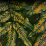 ¿Cómo identificar y combatir hongos en plantas?