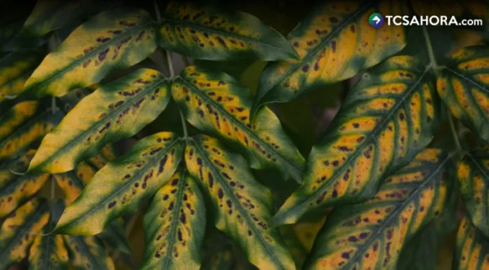 La prevención es clave para evitar la propagación del hongo y reducir pérdidas, tanto en jardines caseros como en pequeños huertos.