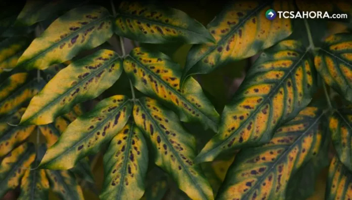 La prevención es clave para evitar la propagación del hongo y reducir pérdidas, tanto en jardines caseros como en pequeños huertos.