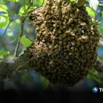 Ocho estudiantes fueron atacados por un enjambre de abejas en Santiago Nonualco