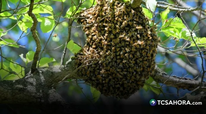 Ocho estudiantes de un centro escolar ubicado en Santiago Nonualco fueron atacados por un enjambre de abejas.