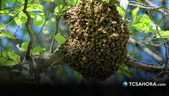 Ocho estudiantes de un centro escolar ubicado en Santiago Nonualco fueron atacados por un enjambre de abejas.