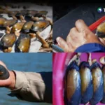 Inician monitoreo científico de almejas de agua dulce en laguna El Jocotal 