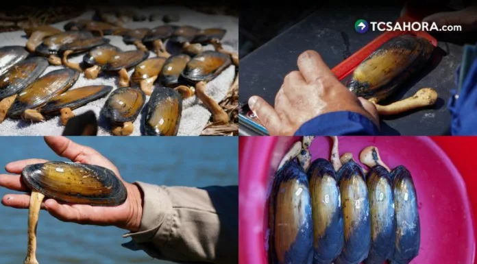 El Salvador inició por primera vez el monitoreo científico de almejas de agua dulce en la laguna El Jocotal, en San Miguel.