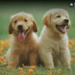 Tener una mascota ¡también implica planificación financiera!