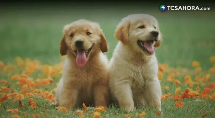 Además de los gastos habituales, los especialistas recomiendan crear un fondo de emergencia destinado exclusivamente a las mascotas.