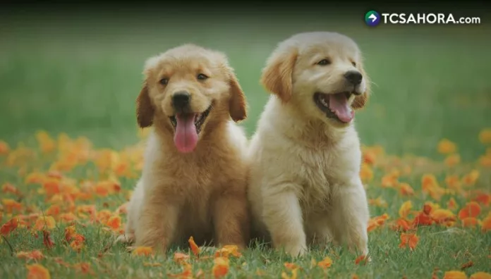 Además de los gastos habituales, los especialistas recomiendan crear un fondo de emergencia destinado exclusivamente a las mascotas.