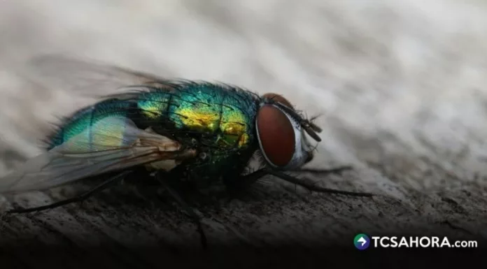 Honduras confirmó que una mujer falleció por miasis. Esta es la primera muerte causada por el gusano barrenador.