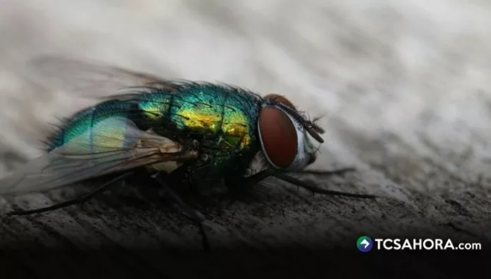 Honduras confirmó que una mujer falleció por miasis. Esta es la primera muerte causada por el gusano barrenador.