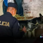 Desmantelan estructura ligada al narcotráfico 