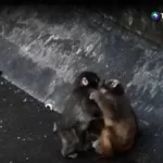 Punch ya no está solo: el gesto de cariño que emociona y muestra su evolución