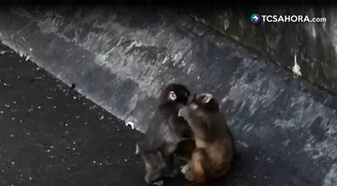 El video donde Punch encuentra compañía real ha tocado el corazón de miles, mostrando que el amor y la esperanza siempre tienen un lugar.