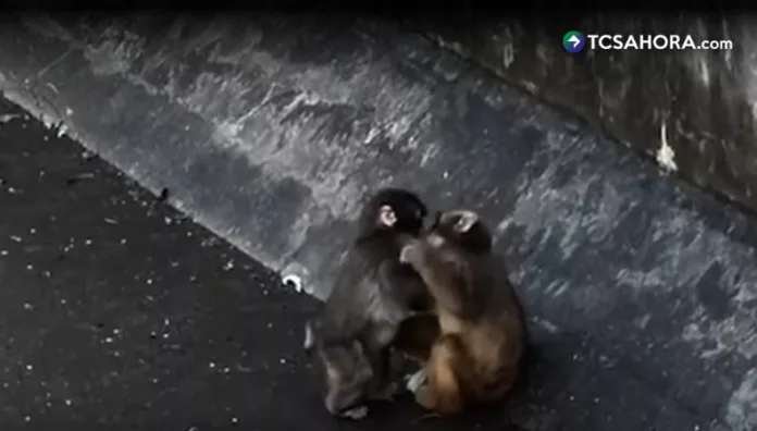 El video donde Punch encuentra compañía real ha tocado el corazón de miles, mostrando que el amor y la esperanza siempre tienen un lugar.