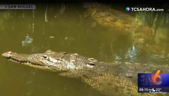 La presencia de cocodrilos en el río Grande de San Miguel mantiene en alerta a los vecinos del cantón El Brazo.