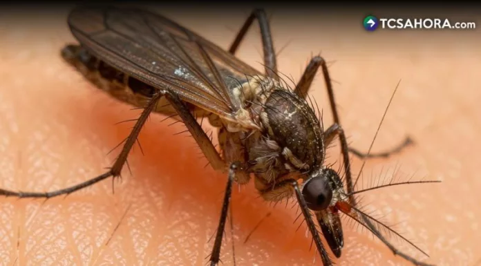 En 2025 se notificaron 346 casos confirmados de fiebre amarilla con 143 muertes en siete países de Sudamérica, según datos de la OPS.