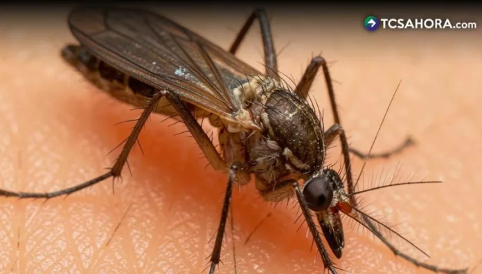 En 2025 se notificaron 346 casos confirmados de fiebre amarilla con 143 muertes en siete países de Sudamérica, según datos de la OPS.