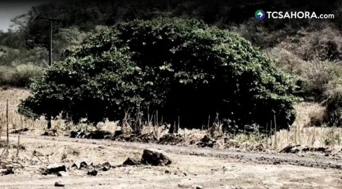 El amate, además de ser un árbol muy conocido en diferentes regiones del país, también suele estar rodeado de creencias populares.