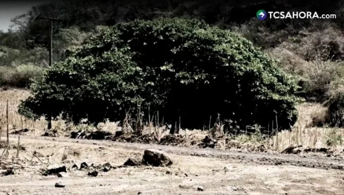 El amate, además de ser un árbol muy conocido en diferentes regiones del país, también suele estar rodeado de creencias populares.