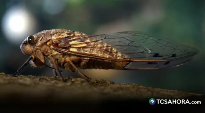 El canto de las chicharras suele estar relacionado con la llegada de la época lluviosa o su vínculo con la Semana Santa.