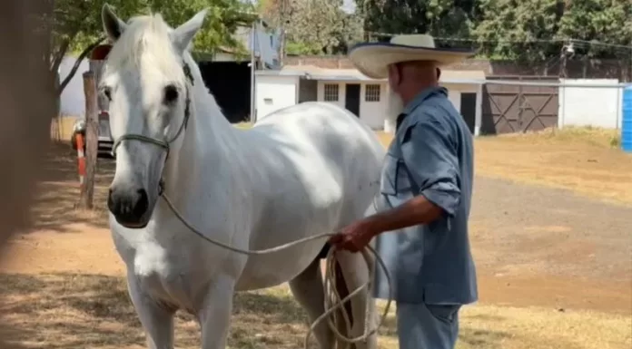 Conocer el comportamiento de los caballos permite no solo disfrutar su compañía, sino también reducir riesgos.