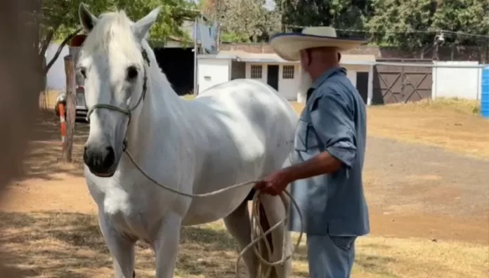 Cẩm nang an toàn khi tiếp xúc với ngựa: Tránh tai nạn, tận hưởng niềm vui