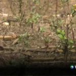 Pronostican que fenómeno de El Niño será intensamente fuerte