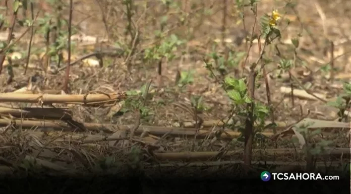 El fenómeno de El Niño genera poca lluvia y temperaturas altas, sin embargo, para este año se prevé que su intensidad sea de las más altas.