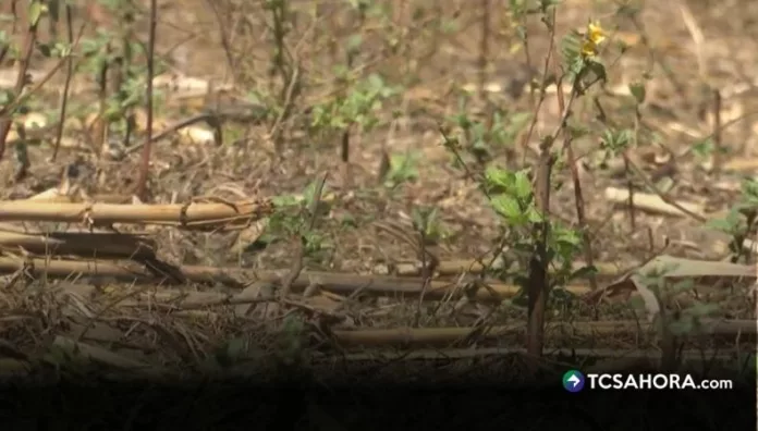 El fenómeno de El Niño genera poca lluvia y temperaturas altas, sin embargo, para este año se prevé que su intensidad sea de las más altas.
