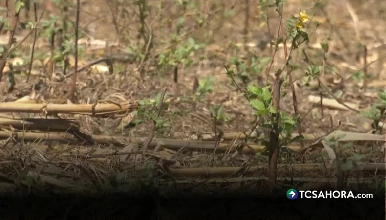 Hiện tượng El Niño mạnh kỷ lục: Tác động khó lường tới thể thao và giải trí