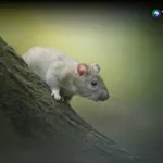 Los Ángeles reporta aumento de casos de tifus