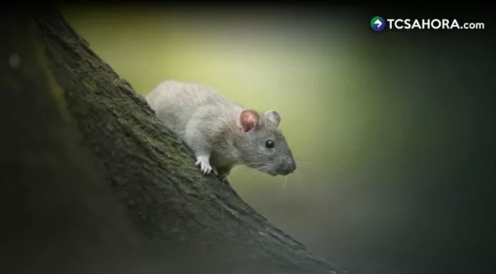 El tifus está asociado a la presencia de ratas y pulgas. Estos animales actúan como portadores de la bacteria que causa la enfermedad.