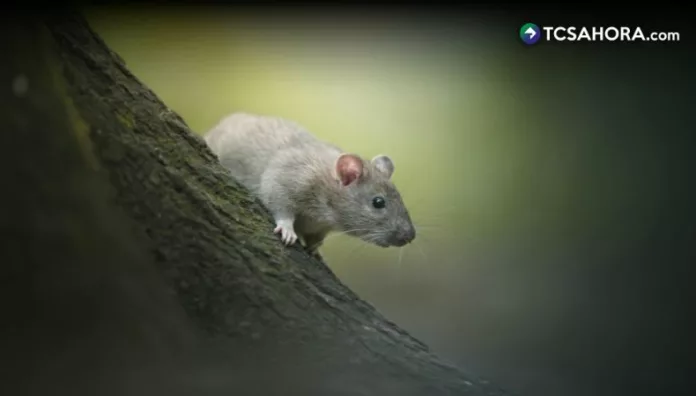El tifus está asociado a la presencia de ratas y pulgas. Estos animales actúan como portadores de la bacteria que causa la enfermedad.