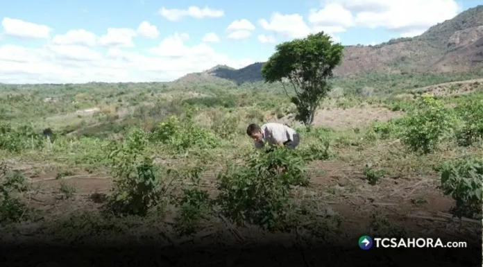 El occidente del país aporta el 23 % del maíz a nivel nacional. Santa Ana es el departamento que destaca en el cultivo de este grano.