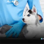 Vacunación en mascotas: clave para prevenir enfermedades