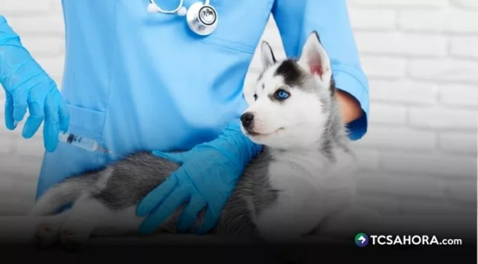 La vacunación en mascotas permite prevenir enfermedades como la rabia, moquillo, parvovirus y hepatitis; entre otras.