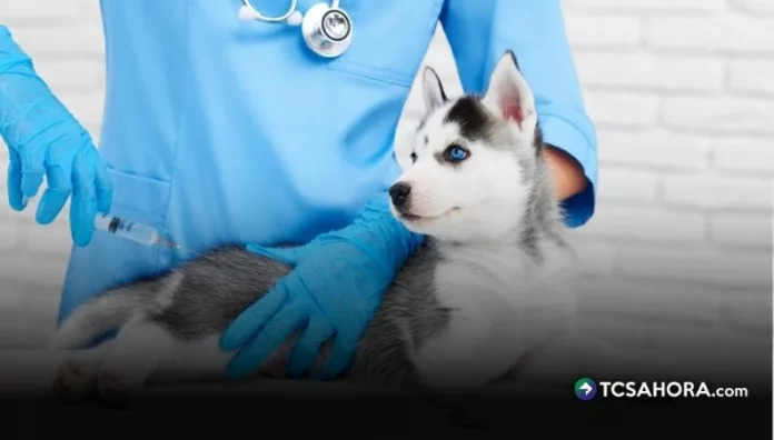 La vacunación en mascotas permite prevenir enfermedades como la rabia, moquillo, parvovirus y hepatitis; entre otras.
