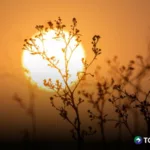 Continúa el ambiente caluroso: temperaturas de hasta 38 ° Celsius