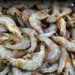 Aumenta producción de camarón en El Salvador