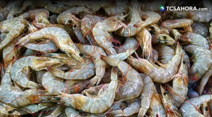 Para mantener la producción de camarón durante todo el año, los productores deben cuidar varios aspectos desde la etapa de larva.