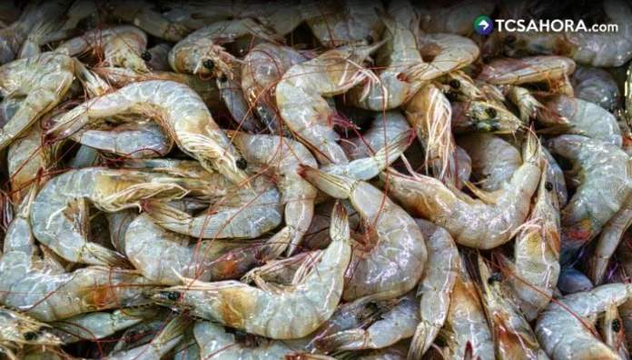 Para mantener la producción de camarón durante todo el año, los productores deben cuidar varios aspectos desde la etapa de larva.